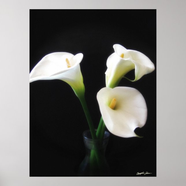 Affiches Elégante Calla Lily Fleurs 12 (Devant)