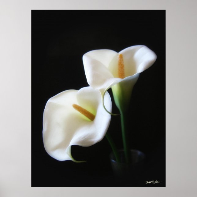 Affiches Elégante Calla Lily Fleurs 13 (Devant)