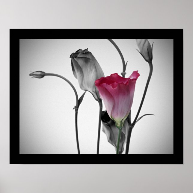 Affiches Élégante rose rose (Devant)