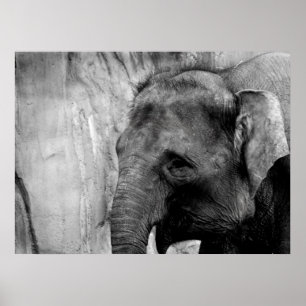 Affiches éléphant