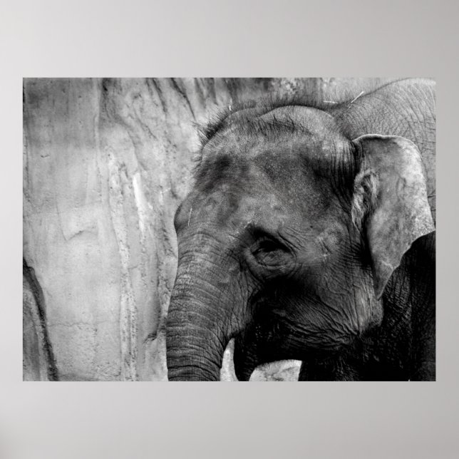 Affiches éléphant (Devant)