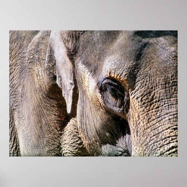 AFFICHES ÉLÉPHANT (Devant)