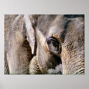 AFFICHES ÉLÉPHANT