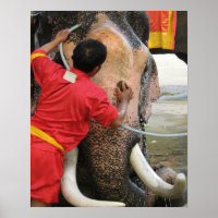 Éléphant à l'heure du bain... Ayutthaya, Thaïlande