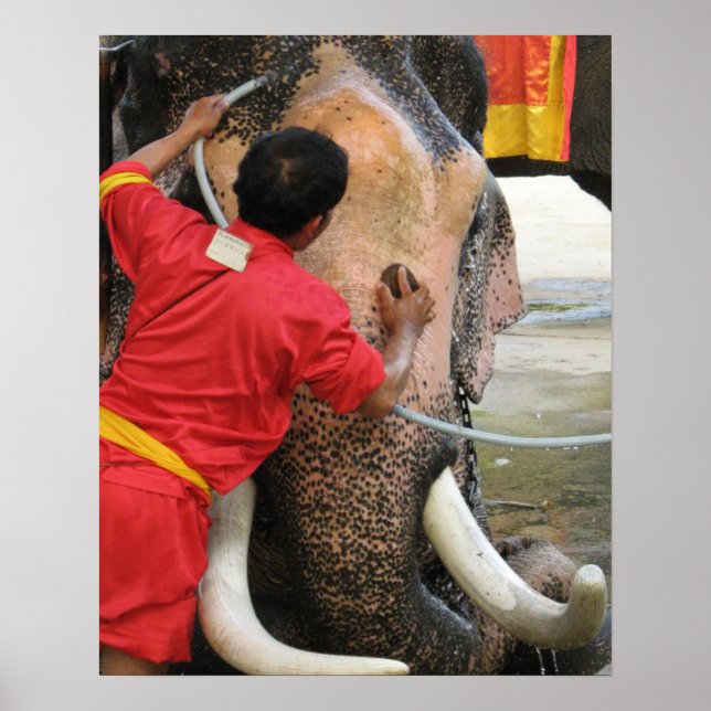 Affiches Éléphant à l'heure du bain... Ayutthaya, Thaïlande (Devant)