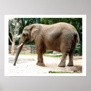 Affiches éléphant d'Afrique animal