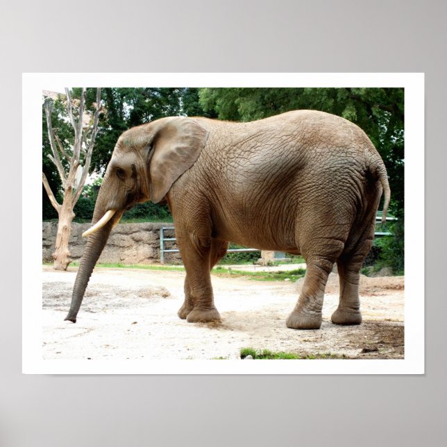 Affiches éléphant d'Afrique animal (Devant)