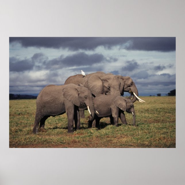 Affiches Éléphant d'Afrique bébé avec famille (Devant)