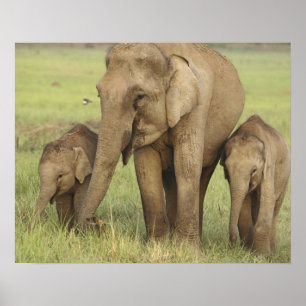 Affiches Éléphant d'Asie indien et ses jeunes