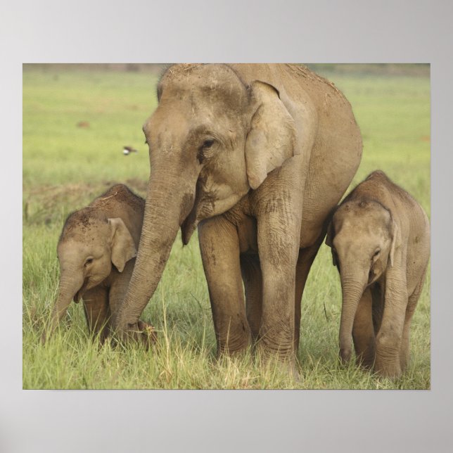 Affiches Éléphant d'Asie indien et ses jeunes (Devant)
