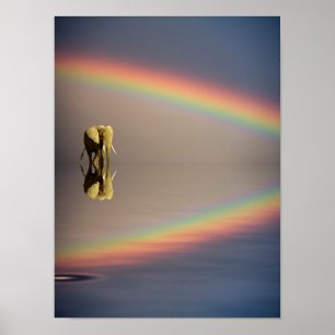 Affiches Éléphant, eau et arc-en-ciel, Kenya