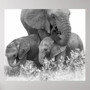 Affiches Eléphant et deux veaux   Samburu