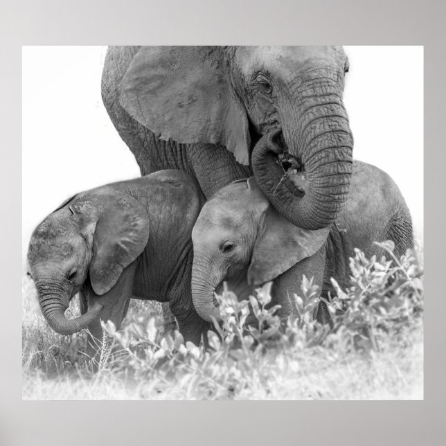 Affiches Eléphant et deux veaux | Samburu (Devant)
