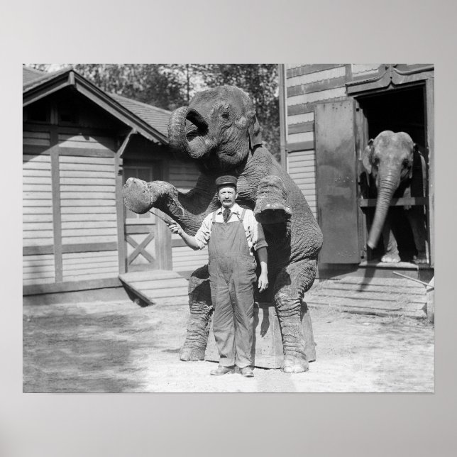 Affiches Éléphant exécutant un tour, 1915. Photo ancienne (Devant)
