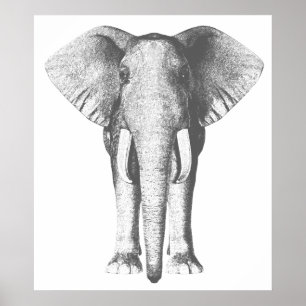Affiches Elephant in Black and White