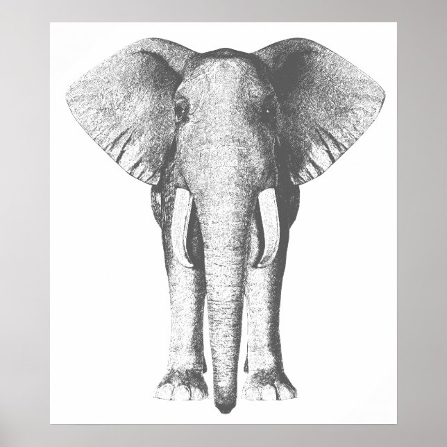 Affiches Elephant in Black and White (Devant)