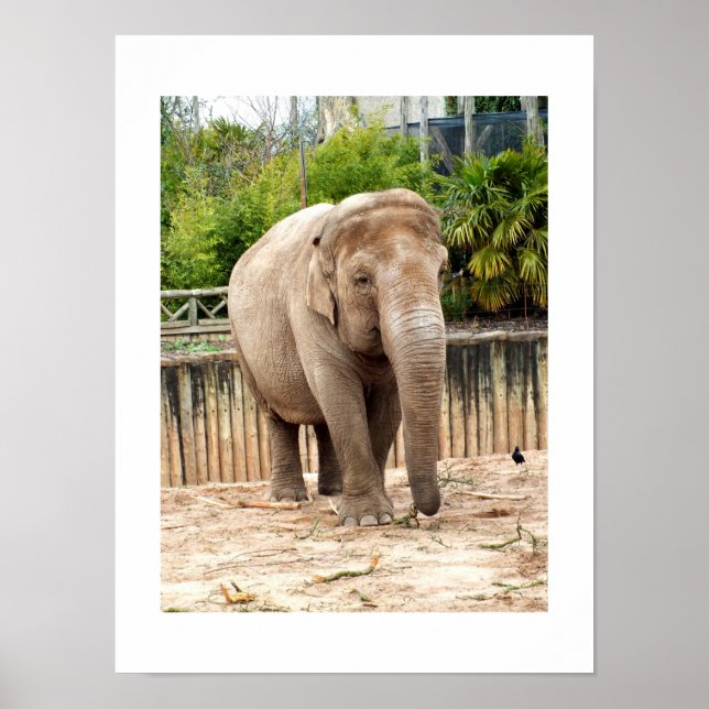 Affiches éléphant indien (Devant)