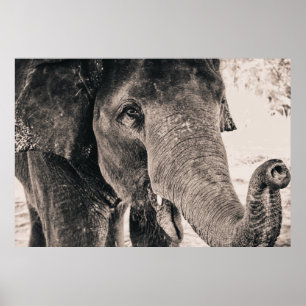 Affiches Eléphant Noir et Blanc Afrique Animaux