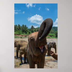 Affiches Éléphant Sri Lanka