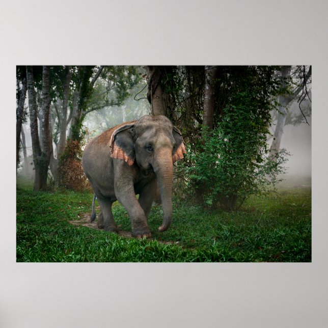 Affiches Elephant thaïlandais (Devant)