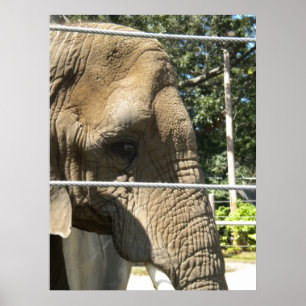 Affiches Eléphant triste