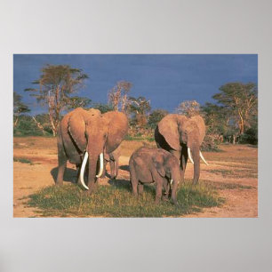 Affiches Eléphants