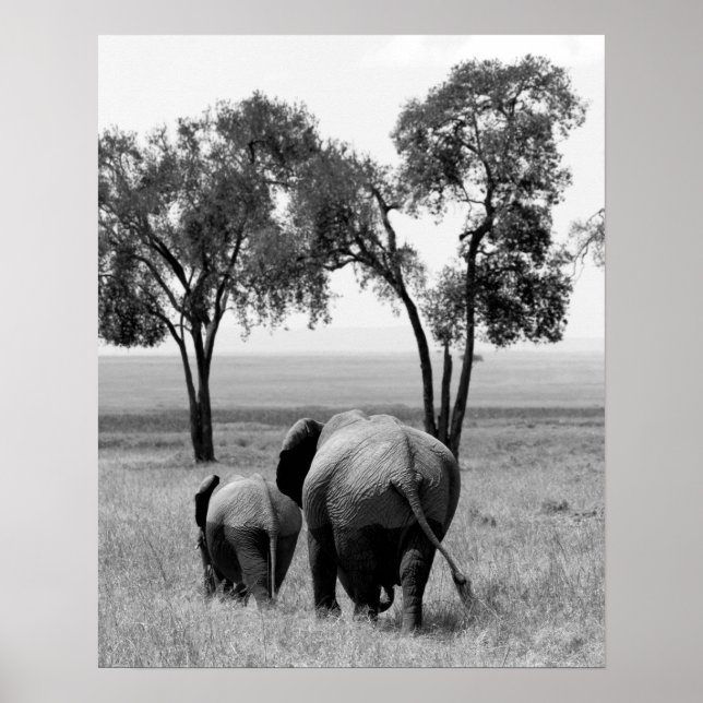 Affiches Eléphants africains dans le Masaï Mara, Kenya (Devant)
