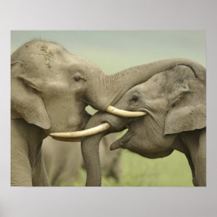 Affiches Éléphants asiatiques indiens jouent à se battre