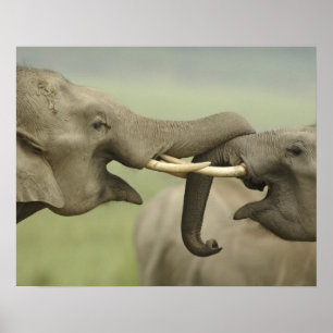 Affiches Éléphants asiatiques indiens jouent à se battre