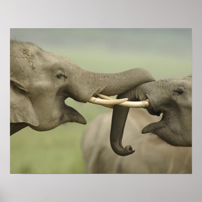 Affiches Éléphants asiatiques indiens jouent à se battre (Devant)