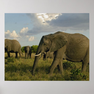 Affiches Éléphants d'Afrique en train de paître, Loxodonta