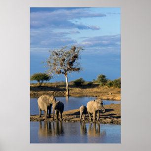 Affiches Éléphants de brousse d'Afrique (Loxodonta Africana