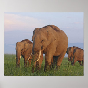 Affiches Éléphants indiens dans la prairie