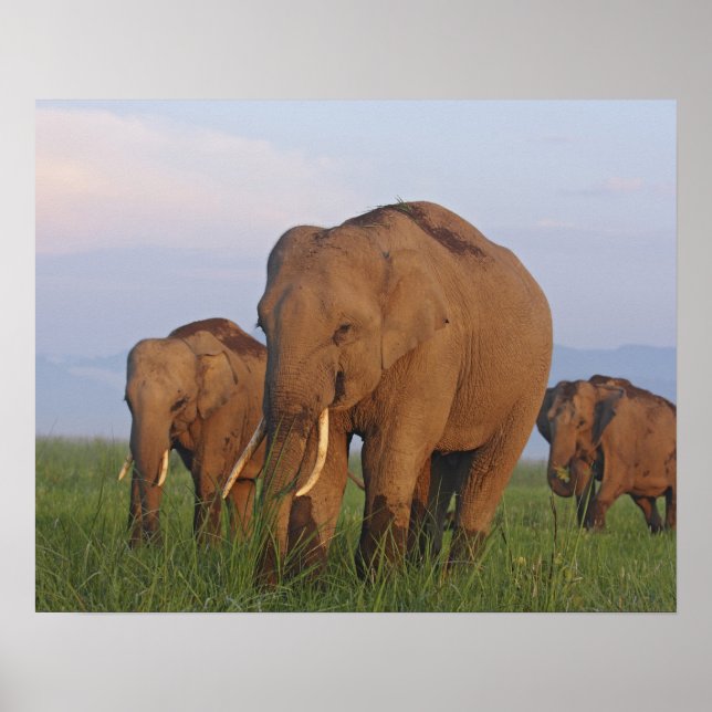 Affiches Éléphants indiens dans la prairie (Devant)
