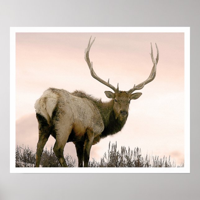 Affiches Elk (Devant)