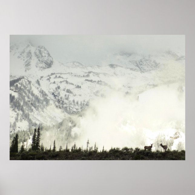 Affiches Elk at Grand Teton National Park Photographie (Devant)
