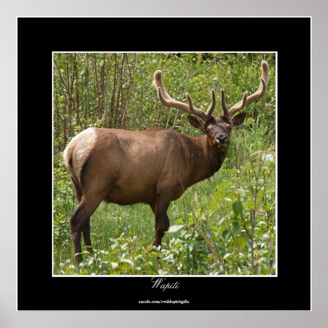 Affiches Elk canadien (Wapiti) dans le parc national Jasper (Devant)