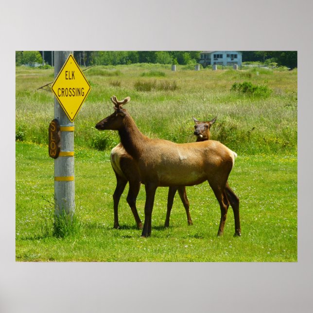 Affiches Elk Crossing California Wildlife Photography (Devant)