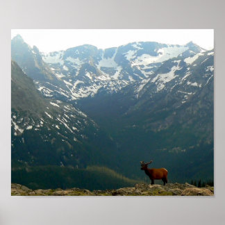 Affiches Elk de montagne Rocky