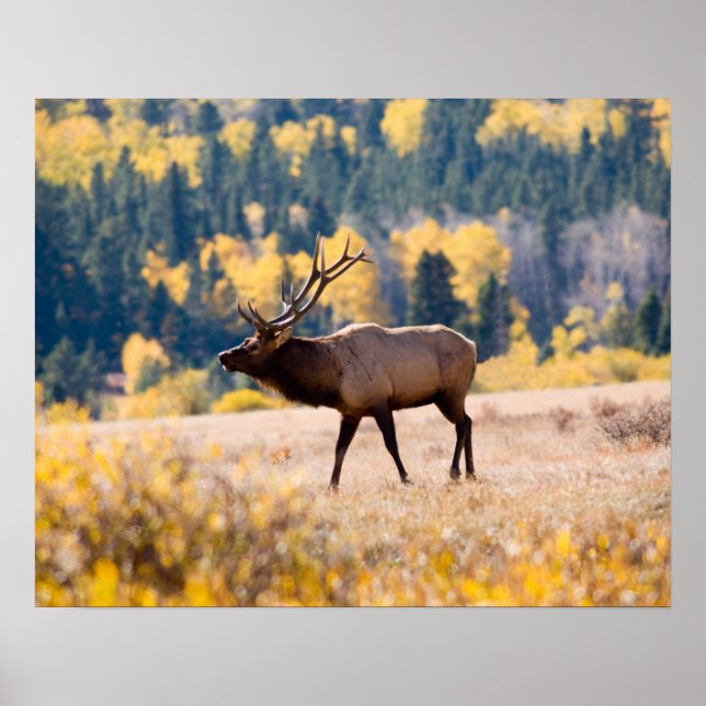 Affiches Elk in Rocky Mountain National Park, Colorado (Devant)