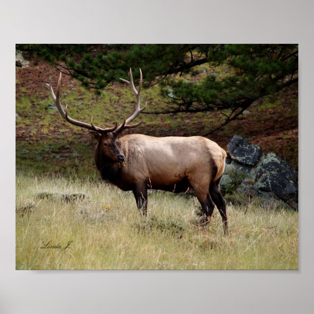 Affiches Elk in the Wild Canvas Print (Devant)