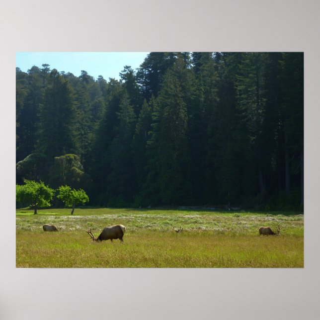Affiches Elk Meadow at Redwood National Park (Devant)