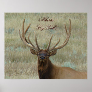 Affiches Elk taureau E10 en velours