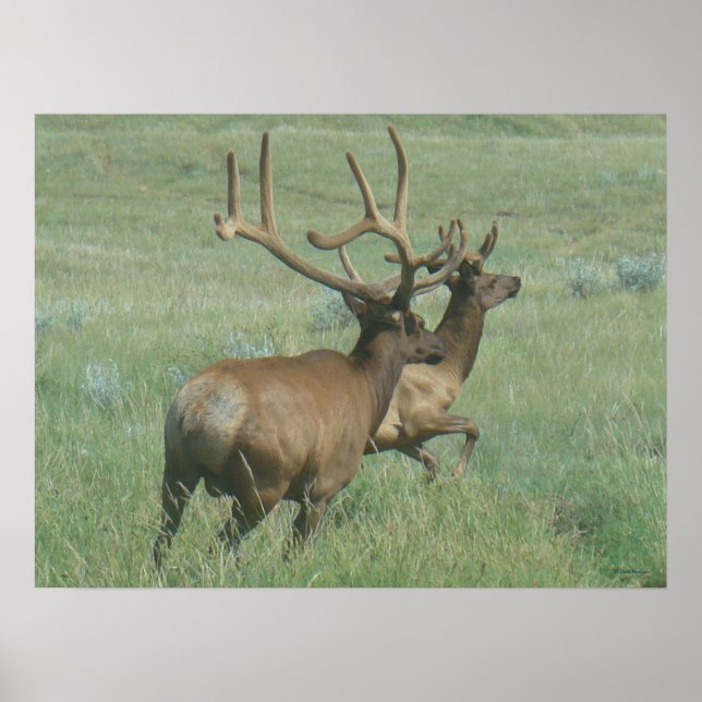 Affiches Elk taureau E56 en velours (Devant)