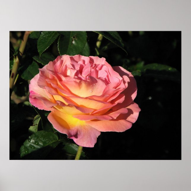 Affiches Elle Hybrid Tea Rose 152 (Devant)