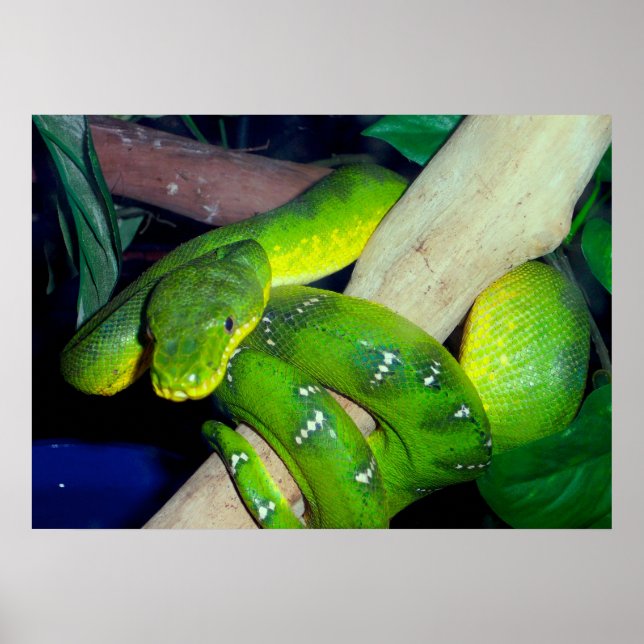 Affiches Emerald Tree Boa (Devant)