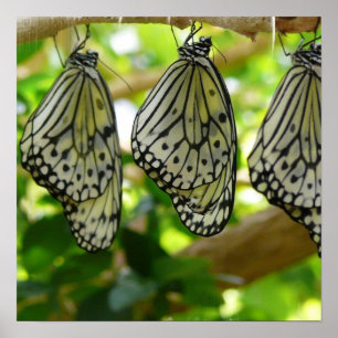 Affiches Émergence de l'affiche Cocoons