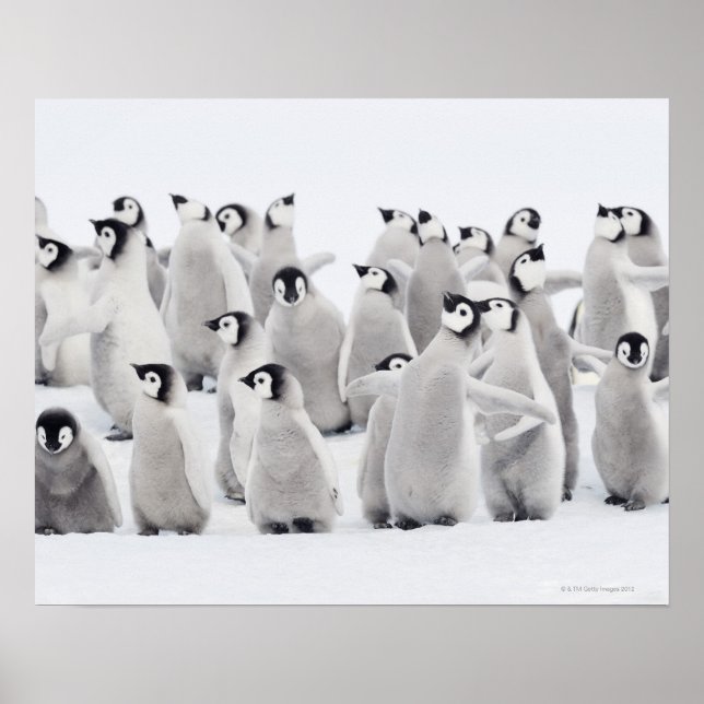 Affiches Emperor penguin (Devant)