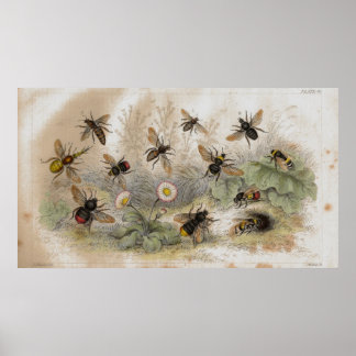 Affiches Empreinte de lithographie antique des abeilles