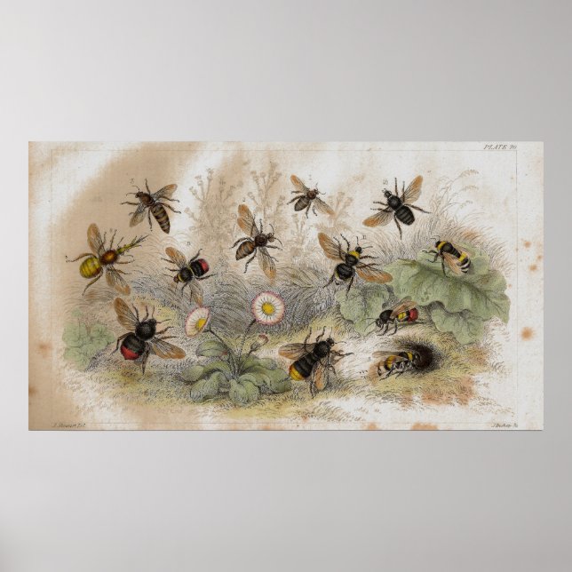 Affiches Empreinte de lithographie antique des abeilles (Devant)